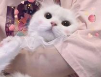吃瓜猫情头网头,甜蜜情侣头像，解锁恋爱新姿势